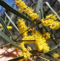 Acacia doratoxylon (Currawang) at Bumbaldry, NSW - 27 Sep 2024 by RobG1