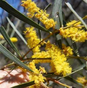 Acacia doratoxylon at Bumbaldry, NSW - 27 Sep 2024