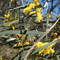 Acacia doratoxylon at Bumbaldry, NSW - 27 Sep 2024