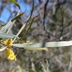 Acacia doratoxylon at Bumbaldry, NSW - 27 Sep 2024