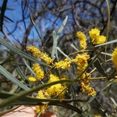 Acacia doratoxylon at Bumbaldry, NSW - 27 Sep 2024