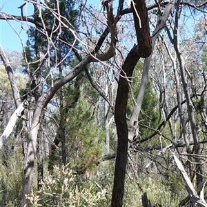 Acacia doratoxylon at Bumbaldry, NSW - 27 Sep 2024