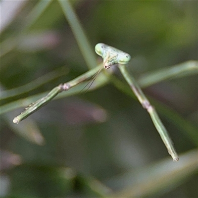 Mantidae (family) at Braddon, ACT - 28 Sep 2024 by Hejor1