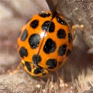 Harmonia conformis at Braddon, ACT - 28 Sep 2024 12:32 PM