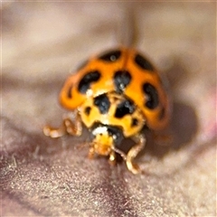 Harmonia conformis at Braddon, ACT - 28 Sep 2024 12:32 PM