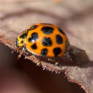 Harmonia conformis at Braddon, ACT - 28 Sep 2024 12:32 PM