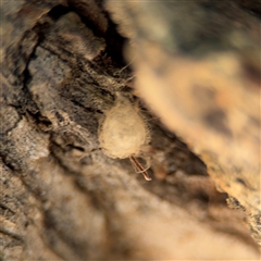 Australomimetus sp. (genus) (Unidentified Pirate spider) at Braddon, ACT - 28 Sep 2024 by Hejor1