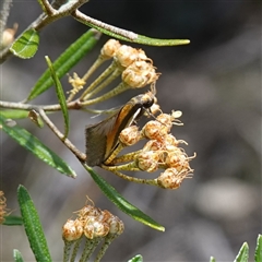 Philobota arabella (Concealer moth) at Bumbaldry, NSW - 27 Sep 2024 by RobG1