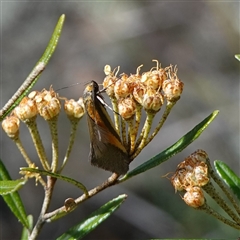 Philobota arabella at Bumbaldry, NSW - 27 Sep 2024