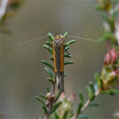 Philobota arabella at Bumbaldry, NSW - 27 Sep 2024 11:56 AM