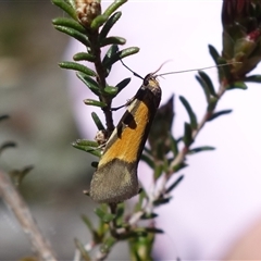 Philobota arabella at Bumbaldry, NSW - 27 Sep 2024 11:56 AM