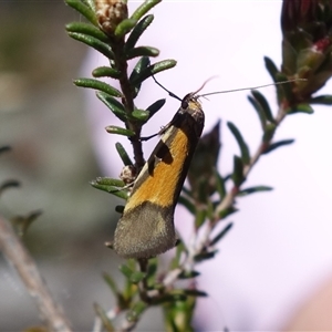 Philobota arabella at Bumbaldry, NSW - 27 Sep 2024 11:56 AM