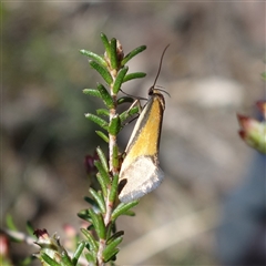 Philobota arabella at Bumbaldry, NSW - 27 Sep 2024 11:56 AM