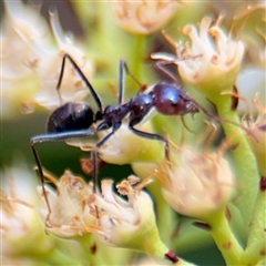 Iridomyrmex purpureus (Meat Ant) at Braddon, ACT - 28 Sep 2024 by Hejor1