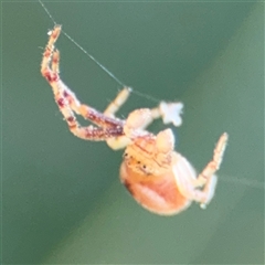 Australomisidia sp. (genus) (Flower spider) at Braddon, ACT - 28 Sep 2024 by Hejor1