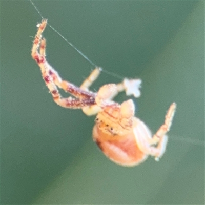 Australomisidia sp. (genus) (Flower spider) at Braddon, ACT - 28 Sep 2024 by Hejor1