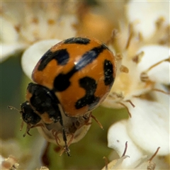 Coccinella transversalis (Transverse Ladybird) at Braddon, ACT - 28 Sep 2024 by Hejor1