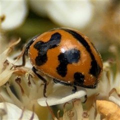 Coccinella transversalis at Braddon, ACT - 28 Sep 2024