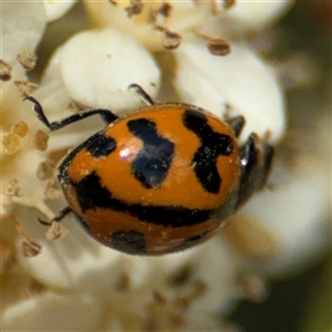 Coccinella transversalis at Braddon, ACT - 28 Sep 2024