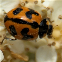 Coccinella transversalis at Braddon, ACT - 28 Sep 2024 12:42 PM