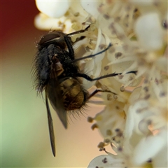 Calliphora stygia at Braddon, ACT - 28 Sep 2024