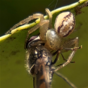 Lehtinelagia sp. (genus) at Braddon, ACT - 28 Sep 2024