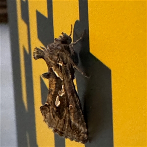 Chrysodeixis argentifera at Canberra, ACT - 28 Sep 2024