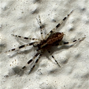 Cycloctenidae (family) at suppressed - suppressed