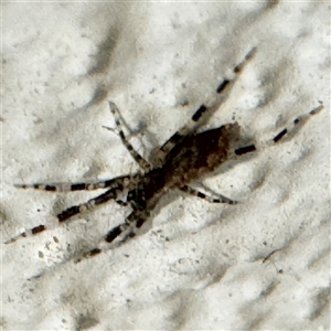 Cycloctenidae (family) at suppressed - suppressed