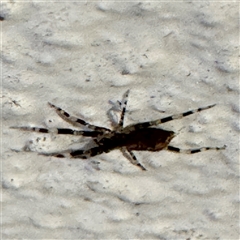 Cycloctenidae (family) at suppressed - suppressed