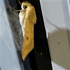 Helicoverpa (genus) at Braddon, ACT - 28 Sep 2024