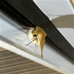 Helicoverpa (genus) at Braddon, ACT - 28 Sep 2024