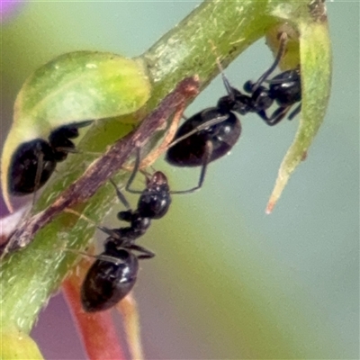 Technomyrmex sp. (genus) at Braddon, ACT - 28 Sep 2024 by Hejor1