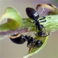 Technomyrmex sp. (genus) at Braddon, ACT - 28 Sep 2024