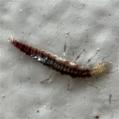 Hemerobiidae sp. (family) (Unidentified brown lacewing) at Braddon, ACT - 28 Sep 2024 by Hejor1