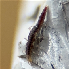 Hemerobiidae sp. (family) at Braddon, ACT - 28 Sep 2024