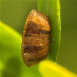 Blattidae sp. (family) at Braddon, ACT - 28 Sep 2024