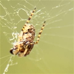 Plebs eburnus (Eastern bush orb-weaver) at Braddon, ACT - 28 Sep 2024 by Hejor1