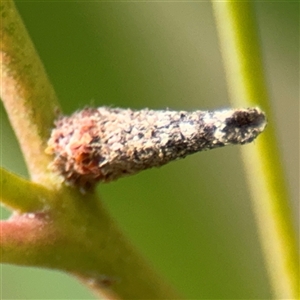 Psychidae (family) IMMATURE at Braddon, ACT - 28 Sep 2024