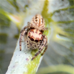 Opisthoncus serratofasciatus (Chevronned jumper) at Braddon, ACT - 28 Sep 2024 by Hejor1