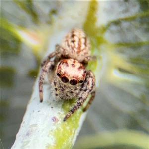 Opisthoncus serratofasciatus at Braddon, ACT - 28 Sep 2024 11:38 AM