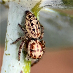 Opisthoncus serratofasciatus at Braddon, ACT - 28 Sep 2024 11:38 AM