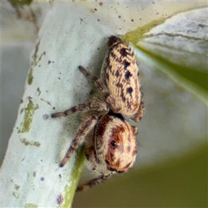 Opisthoncus serratofasciatus at Braddon, ACT - 28 Sep 2024 11:38 AM