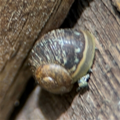 Cornu aspersum (Common Garden Snail) at Braddon, ACT - 28 Sep 2024 by Hejor1