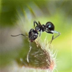 Iridomyrmex sp. (genus) (Ant) at Braddon, ACT - 28 Sep 2024 by Hejor1