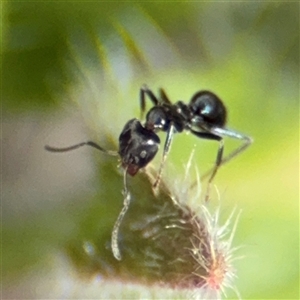 Iridomyrmex sp. (genus) at Braddon, ACT - 28 Sep 2024