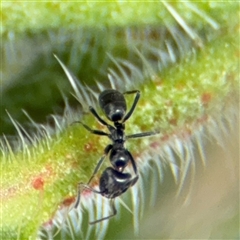 Iridomyrmex sp. (genus) at Braddon, ACT - 28 Sep 2024