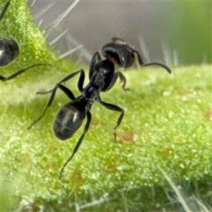 Iridomyrmex sp. (genus) at Braddon, ACT - 28 Sep 2024