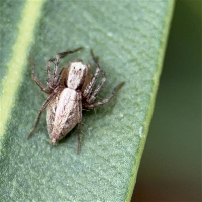 Oxyopes (genus) (Lynx spider) at Braddon, ACT - 28 Sep 2024 by Hejor1