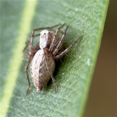 Oxyopes sp. (genus) at Braddon, ACT - 28 Sep 2024